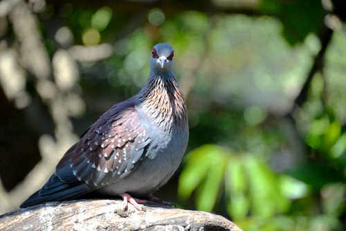 World of Birds Wildlife Sanctuary.